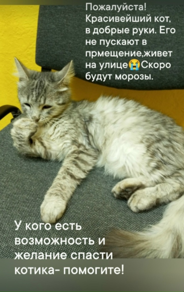 Помогите пристроить котика🙏На вид ему месяцев 5-6. У ко...