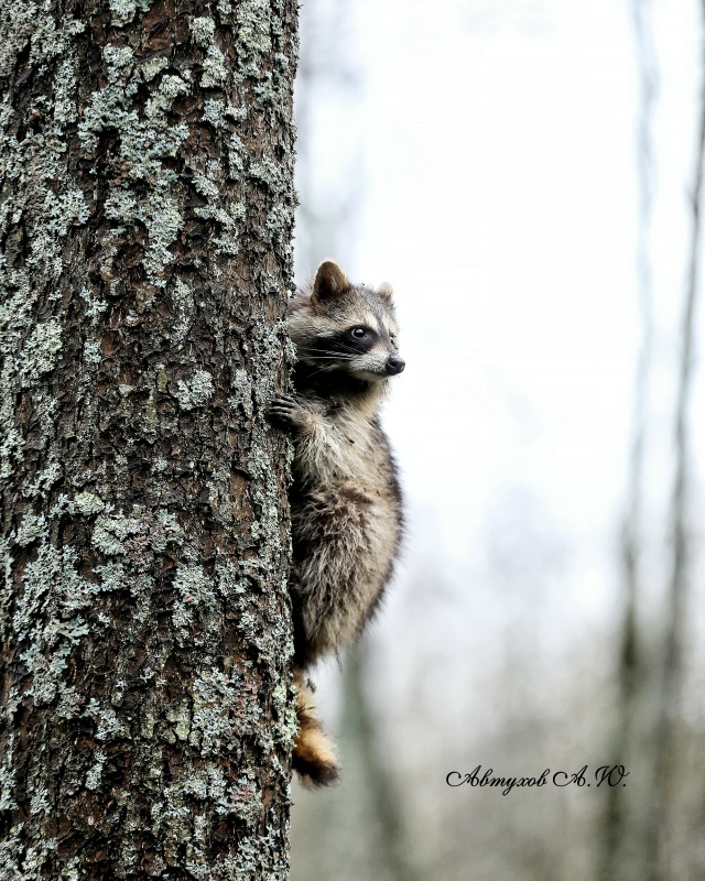 Новость из Подмосковного Сафари‑парка: сегодня тут ст...