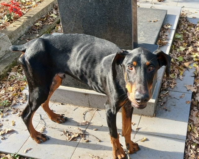 Чей пёсель на кладбище на Советов?с ошейником, худющий.