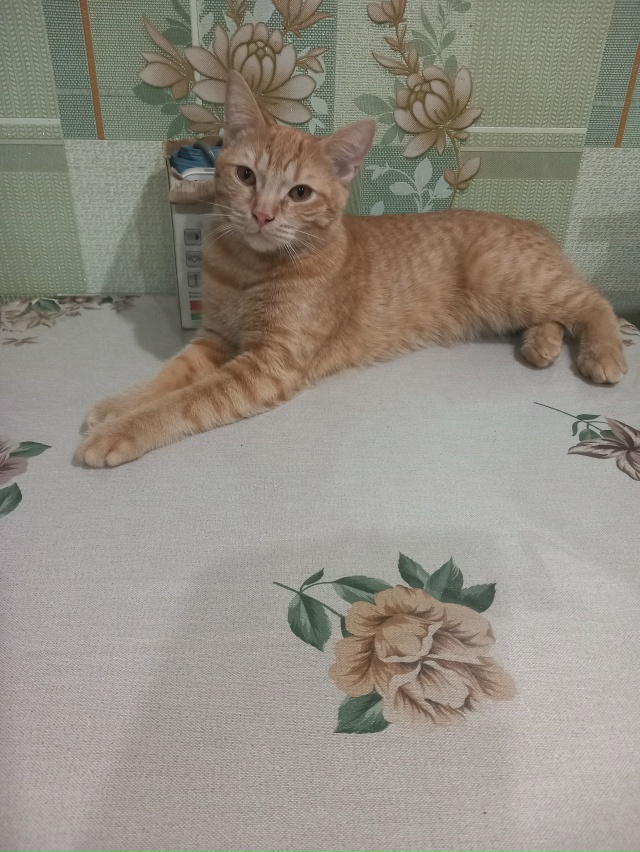 Домашние молодые кот и кошечка 7 мес., кот кастрированы?...