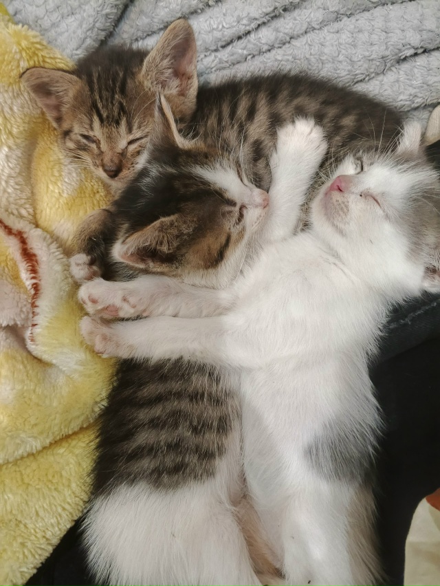 Здравствуйте!!! СРОЧНО!!!!!! Отдам котят в добрые руки. Пр?...