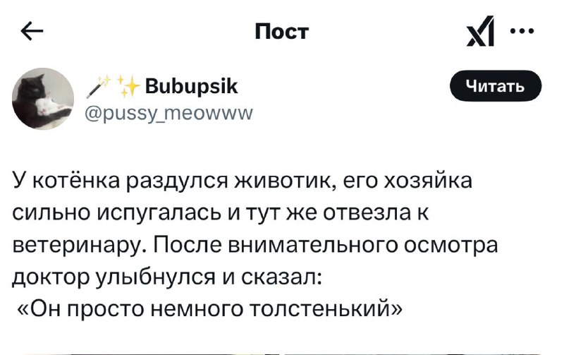 Девушка повезла своего котёнка к ветеринару, испугавшись подозрительно вздутого живота. Ответ врача