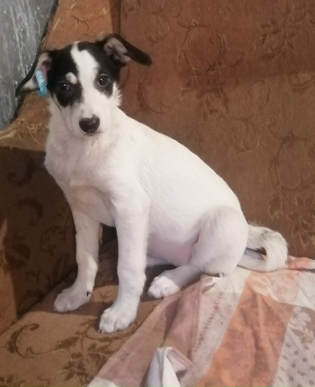 Вот такие звёздочки четверолапые Две сестрички Герда ...