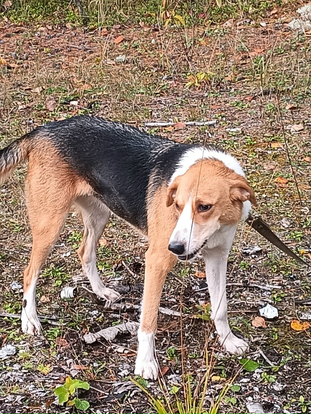 09.11 в районе дер.Зеленая потерялась собака.Гончая, сука...