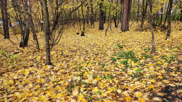 Осень в Протвино