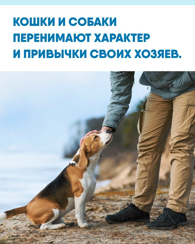 Исследование показало, что питомцы во многом отражают ...