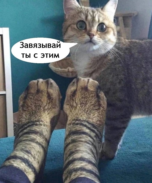 И в лоток ходить
