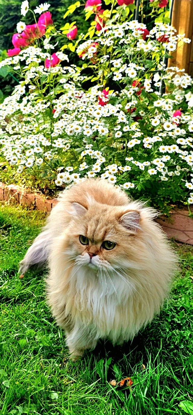 Джекки 😻🌹