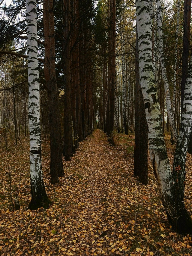 Осенние картинки😍