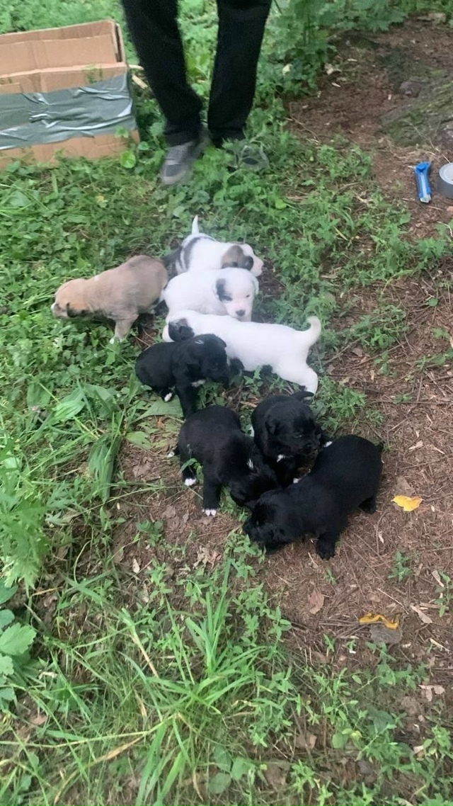 Пошли за грибами и нашли щенят. Кто то выбросил в глухо?...