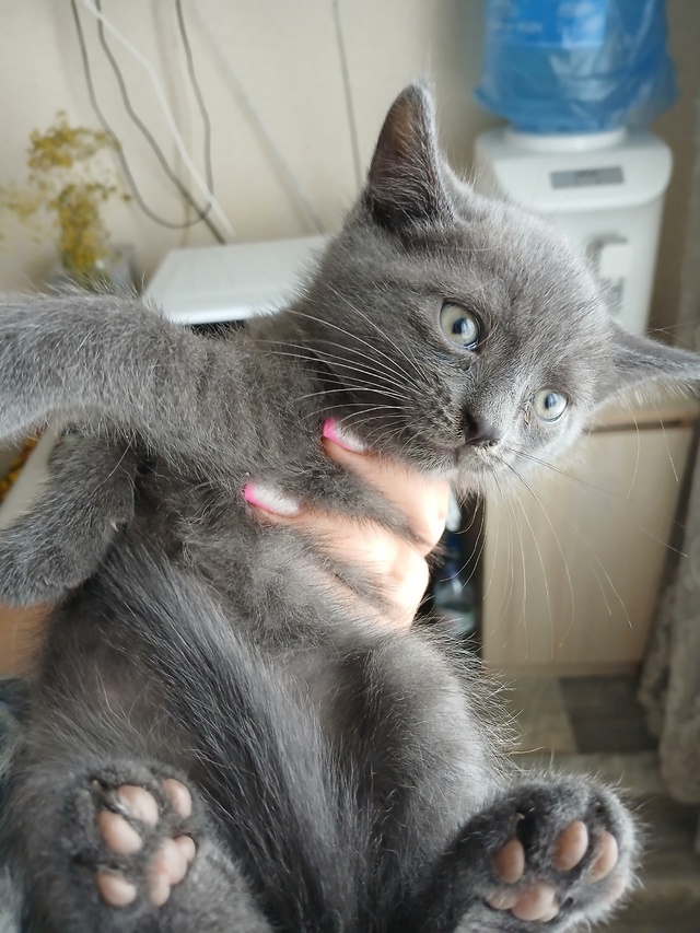 Отдам котят!чёрный мальчик,серенькая и трехцветная де?...