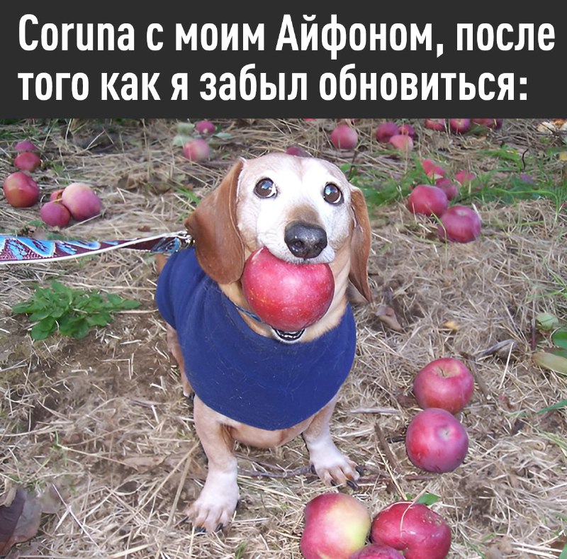 ⚠️ Хакеры научились удалённо взламывать iPhone с iOS 13–17.2.1 — о крупном наборе уязвимостей сообщи