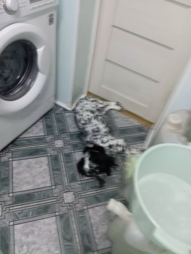 30.10 в четверг во время выгула убежала собака, спаниель, ...