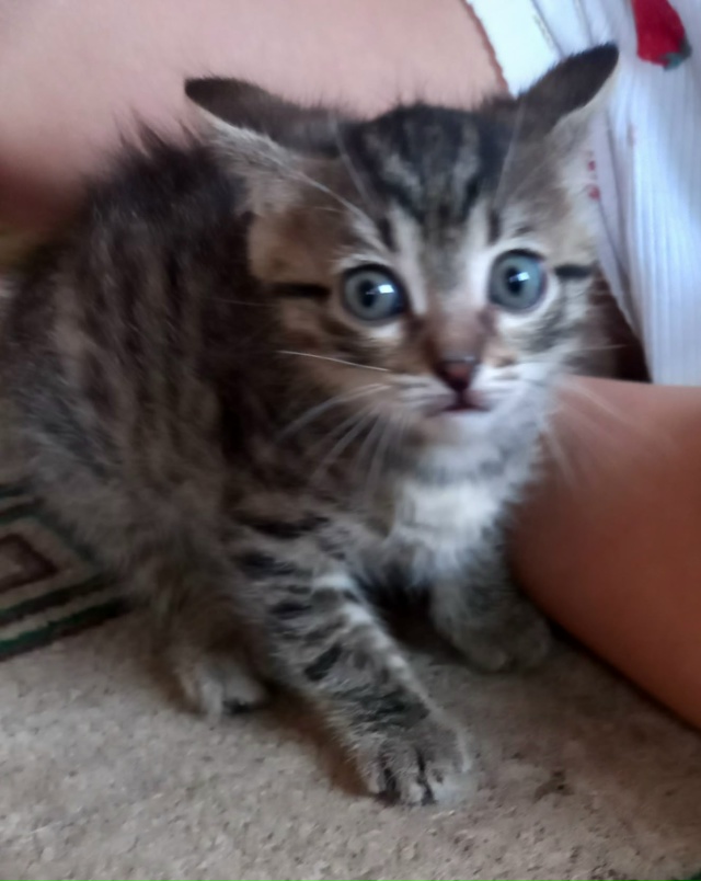 Отдам котенка,мальчик.89530016329