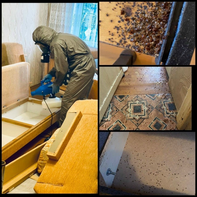 Доброго дня, меня зовут Руслан, в дезинфекции работаю б...