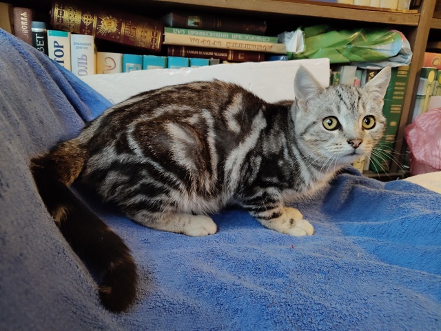 Помогаю информационно. На участке у пожилой женщины по...