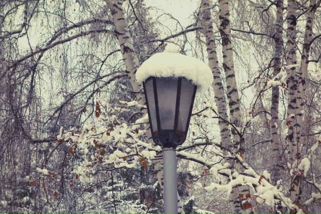 Снeжный нoябpь в Ηapымcкoм cквepe ❄
Φoтo: Лeнa Γaлкинa