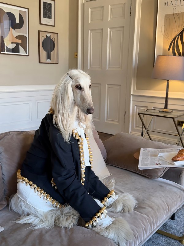 Афганская борзая по имени Саманта — новая звезда соцсетей
Бася набирает миллионы лайков. На каждом