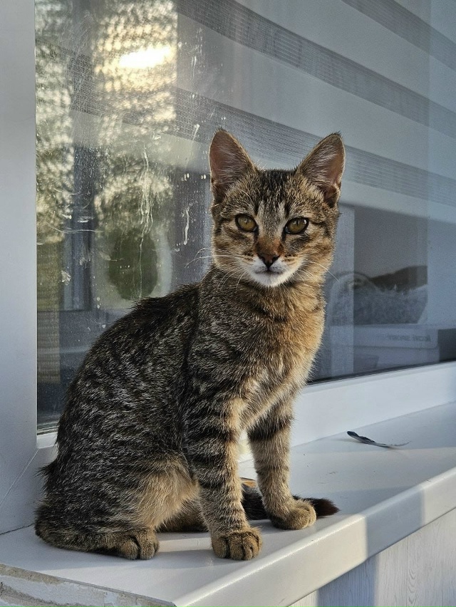 Отдам в добрые руки котят
Мы ищем ответственных и любя...