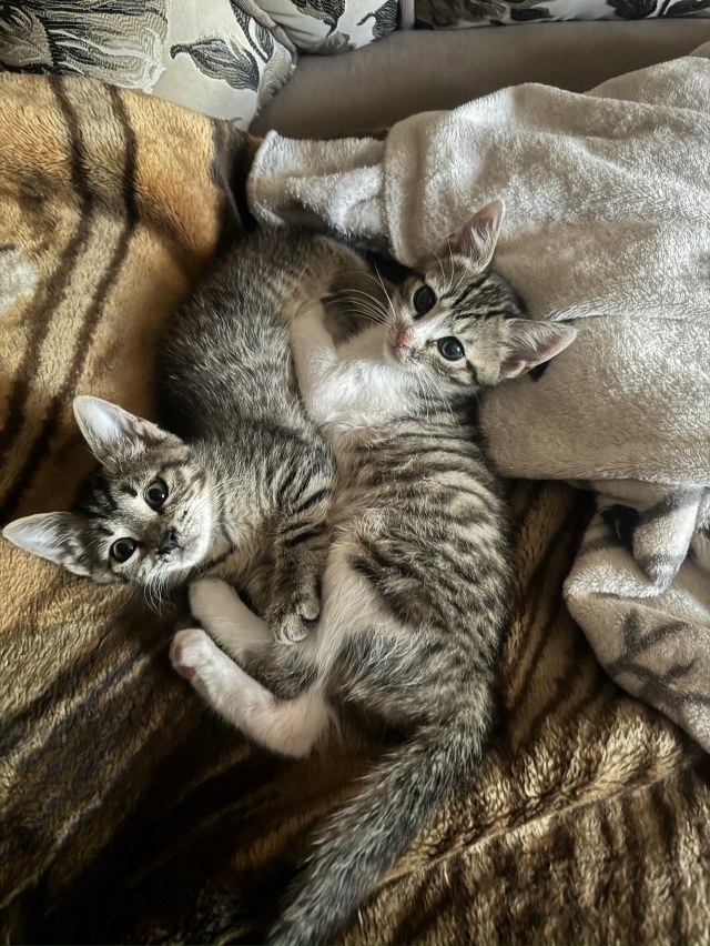 СРОЧНО! Админ пропусти плиз!
Две кошки ищут дом. К лотк?...