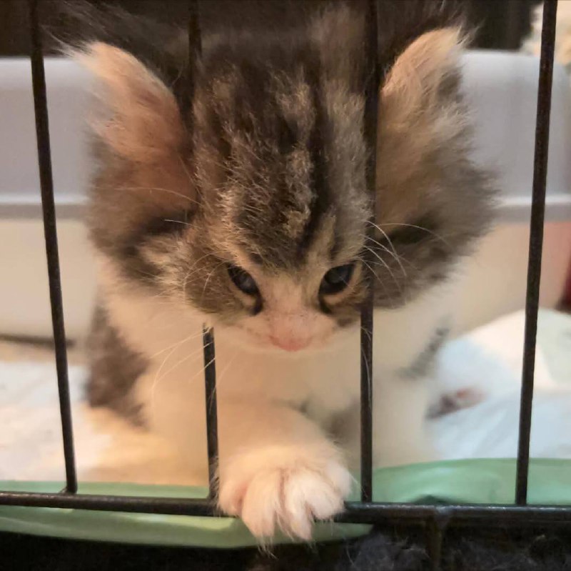 Ета тумпая тюрма не удержит меня!!!!!!