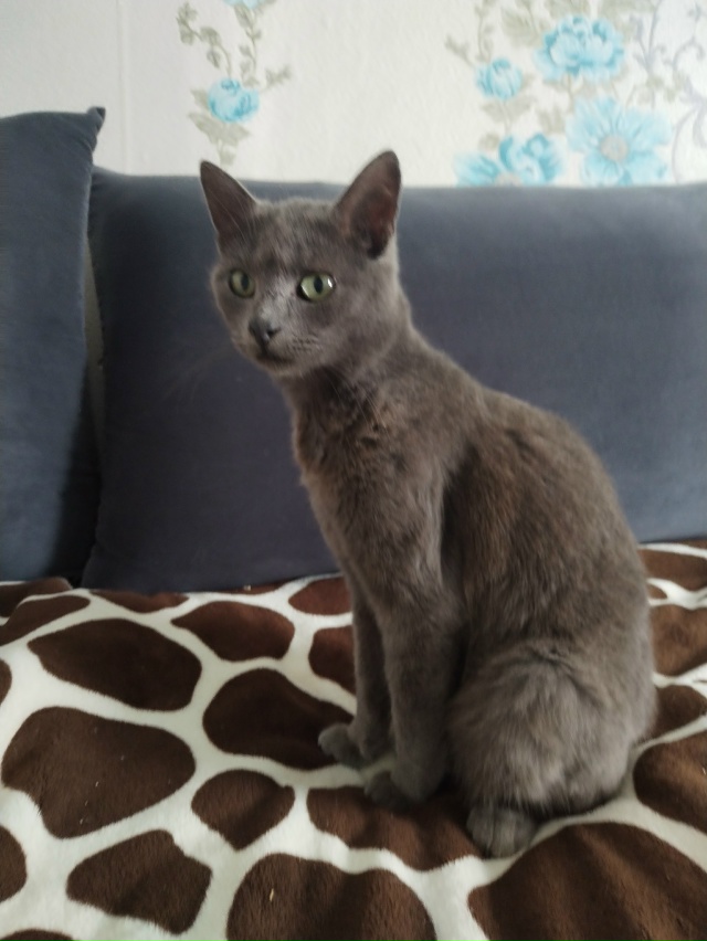 В добрые руки кошечки, все стерилизованны и обработаны...