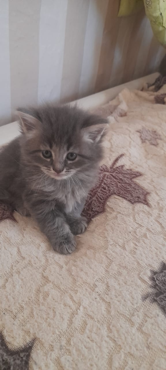 Одам 5 котят. 2 обычные, серый и черный мальчики 2.5мес. И 3...