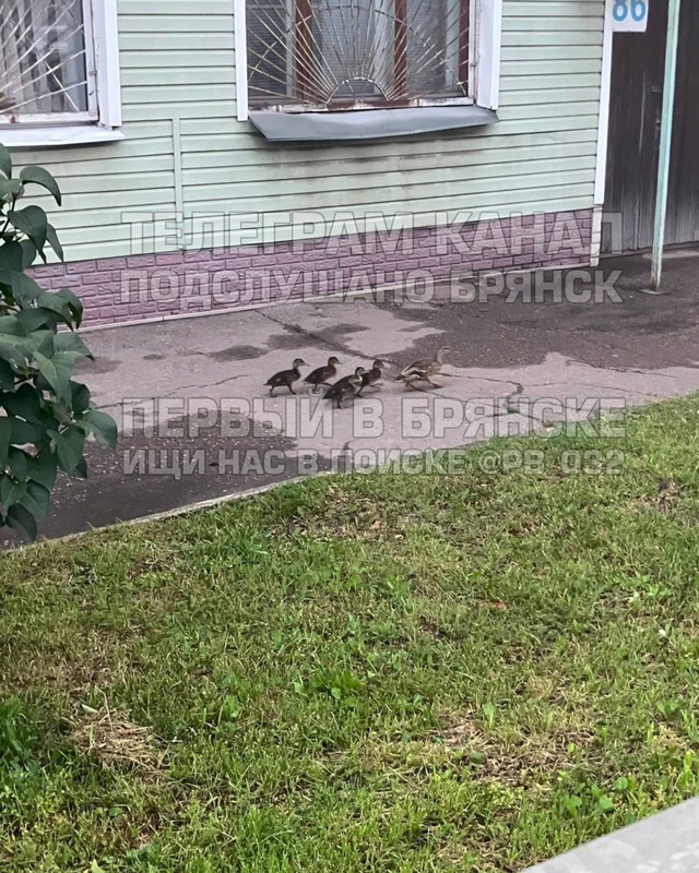 ‼️Вот такая утренняя прогулка возле областного ГИБДД