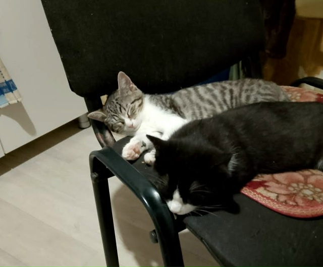 пропала серая кошечка со двора, неделю полторы назад, з...