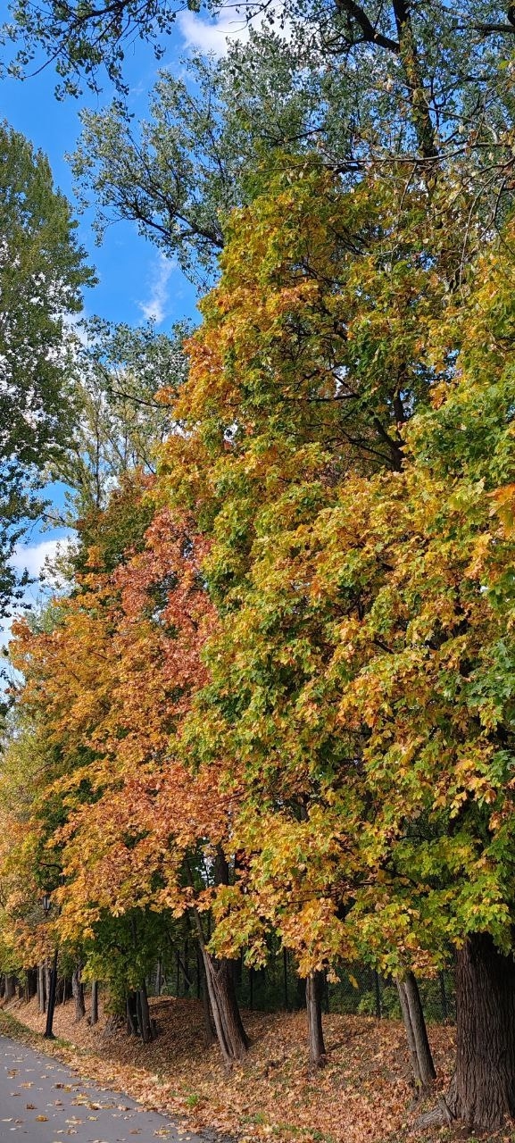 Осень в Балашихе🍁