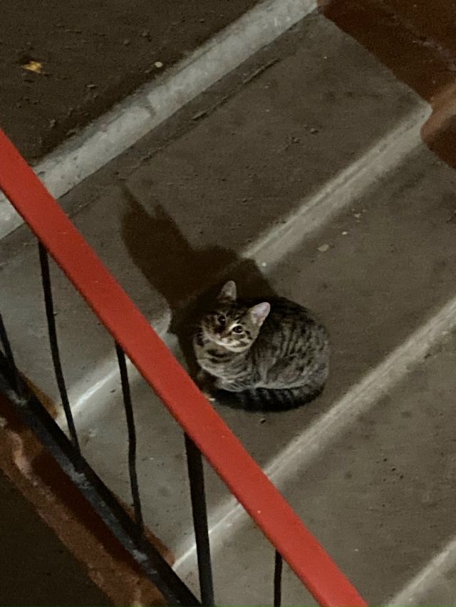 Нашли в подъезде котенка (девочка) маленькая, ручная, н?...