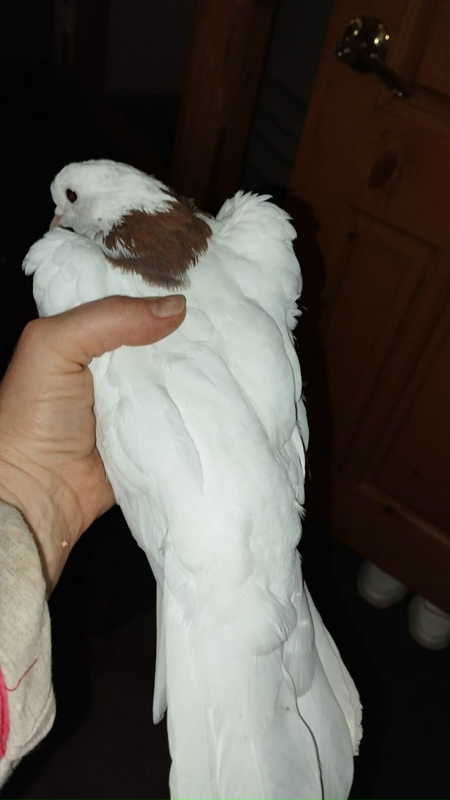 К нам в гости залетел вот такой замечательный голубь, н...