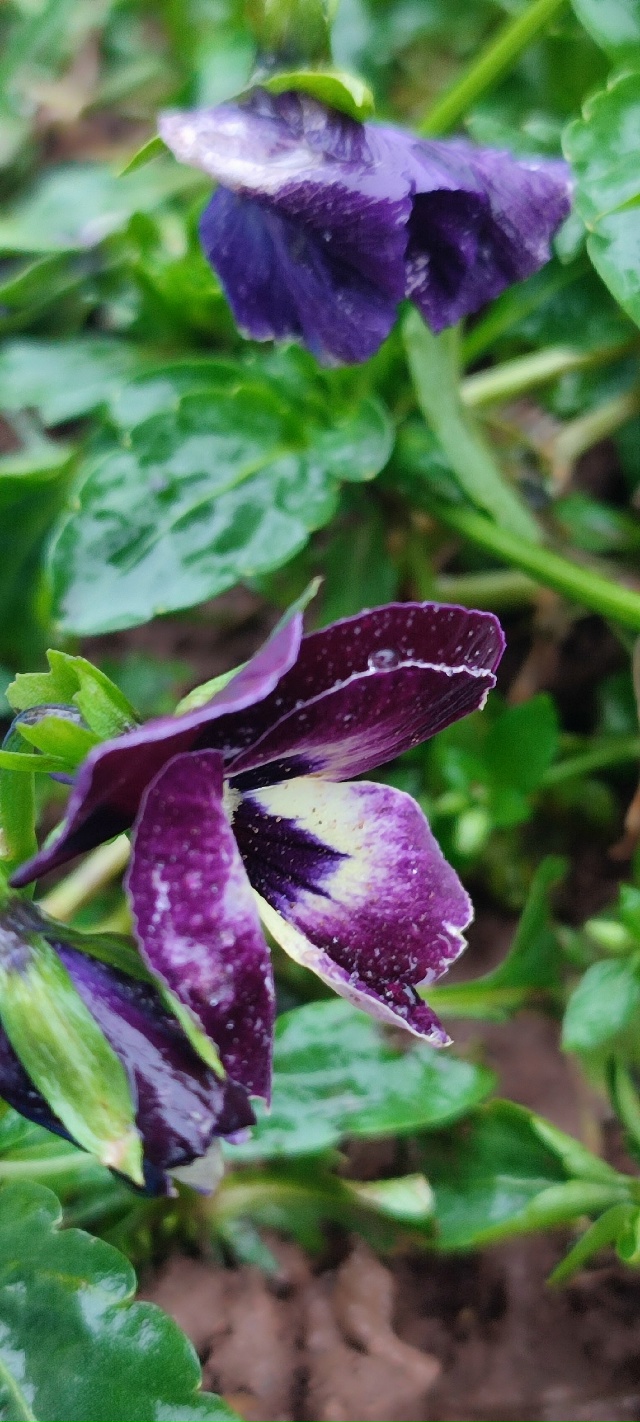 в Перми такая теплынь в начале зимы, что я офигел. Цветы...