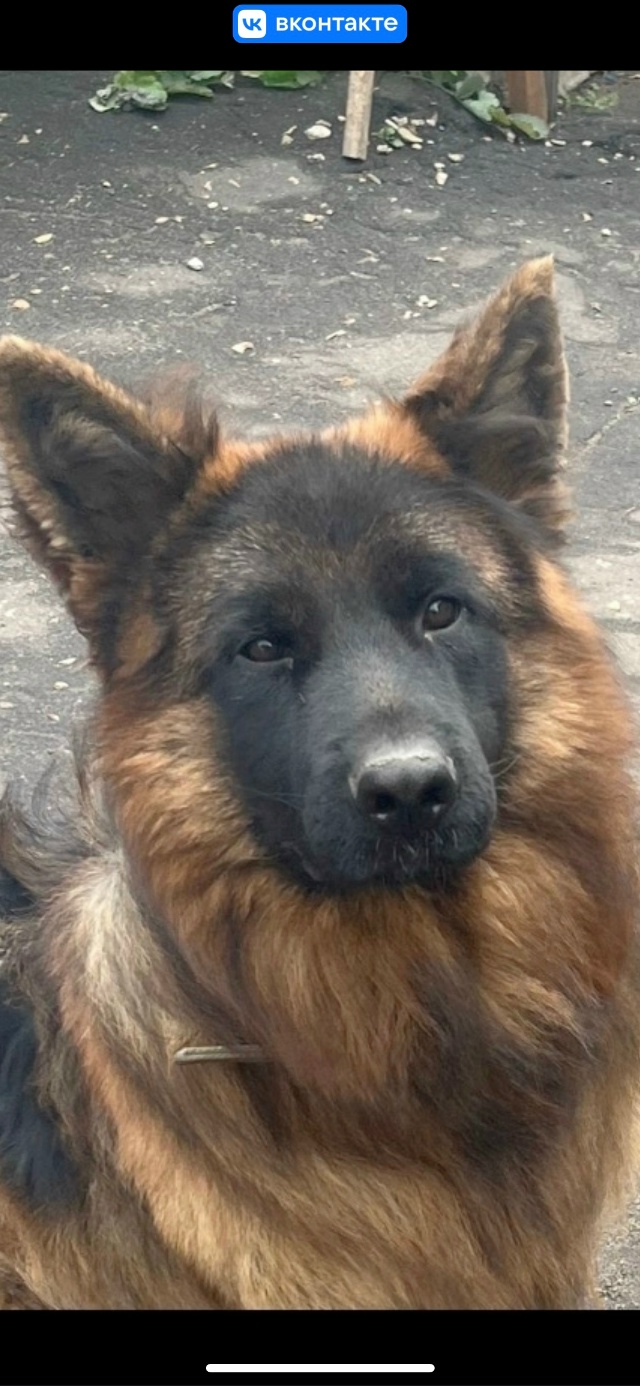 Пропала Немецкая Овчарка
Пожалуйста позвоните 89103010666!