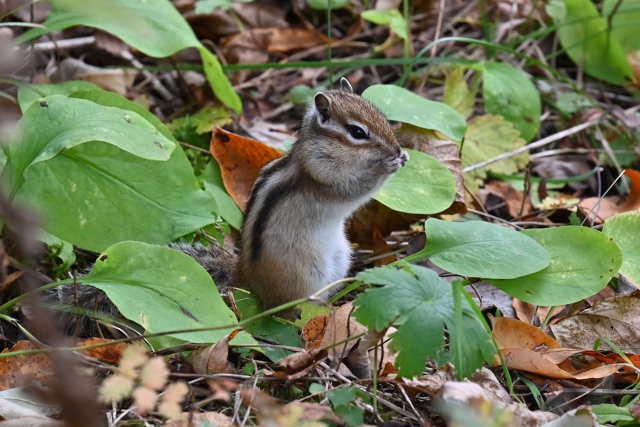 Белoгopский бypундyк в oктябpе
Фoтo: Сергей Зyбов