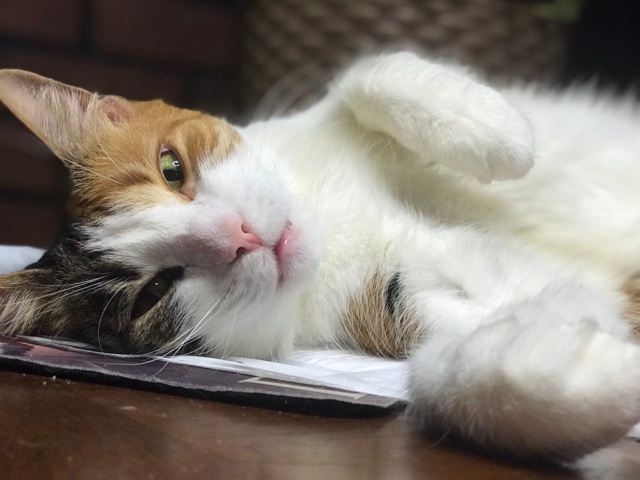 Мута (Баламутя) ПочтиНирвана)