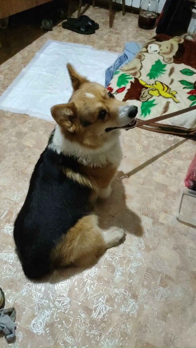 Очень срочно!!! В местечке Кухмарь найден корги, мальчи?...