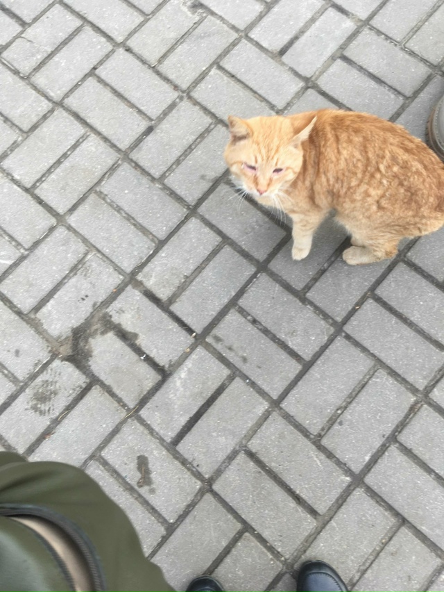 У Пятёрочки на ул. Комсомольской громко плачет котик! Г...