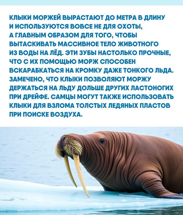 Моржи — пример того, как устройства для адаптации стан...