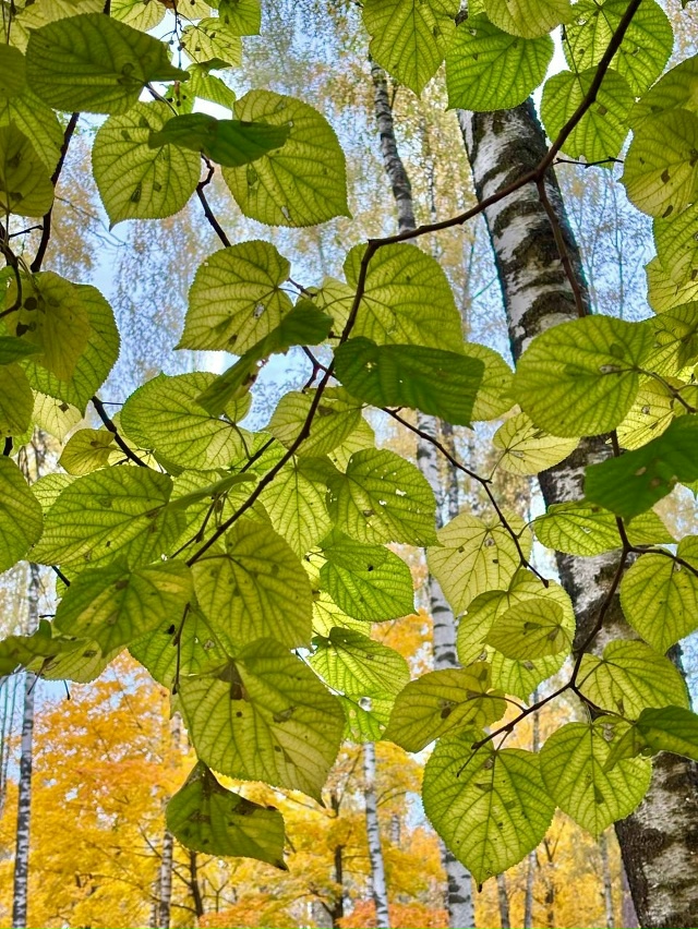 🍁 Красочная осень в Балашихе