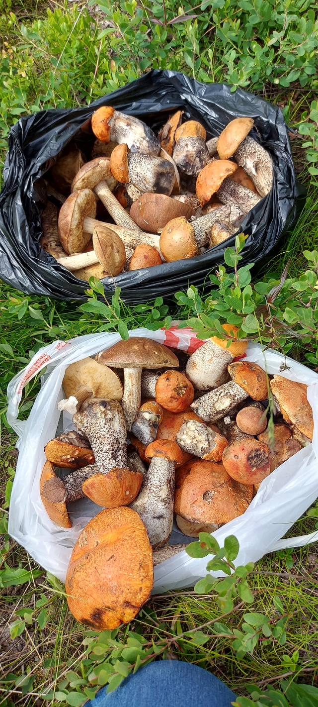 Тихая охота 2025?