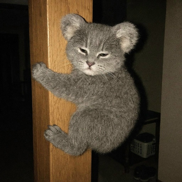 Давайте просто признаем тот факт, что коты прекрасны в ...