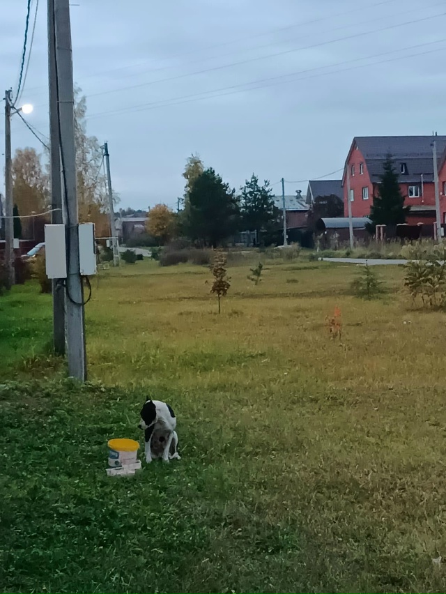 Помогите пожалуйста найти старый дом или новый для дев...