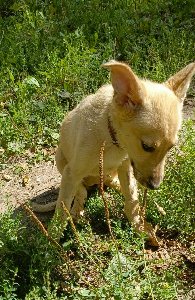 Прекрасный щенок Лея очень ждëт ответственных хозяев....