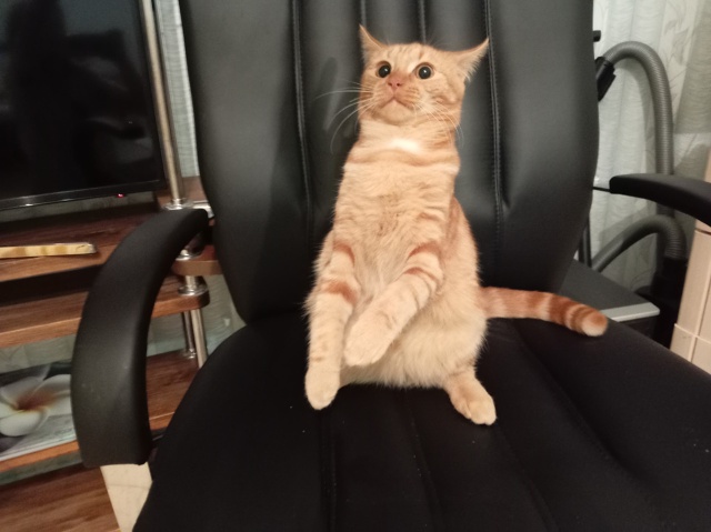 😸Рыжуля😻