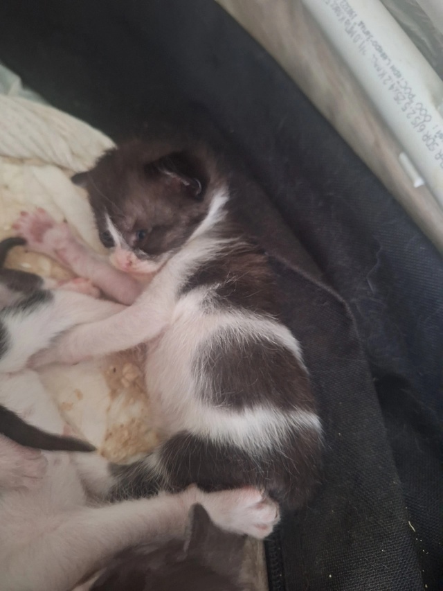 котята в добрые руки, на 4 фотке девочка, остальные маль...