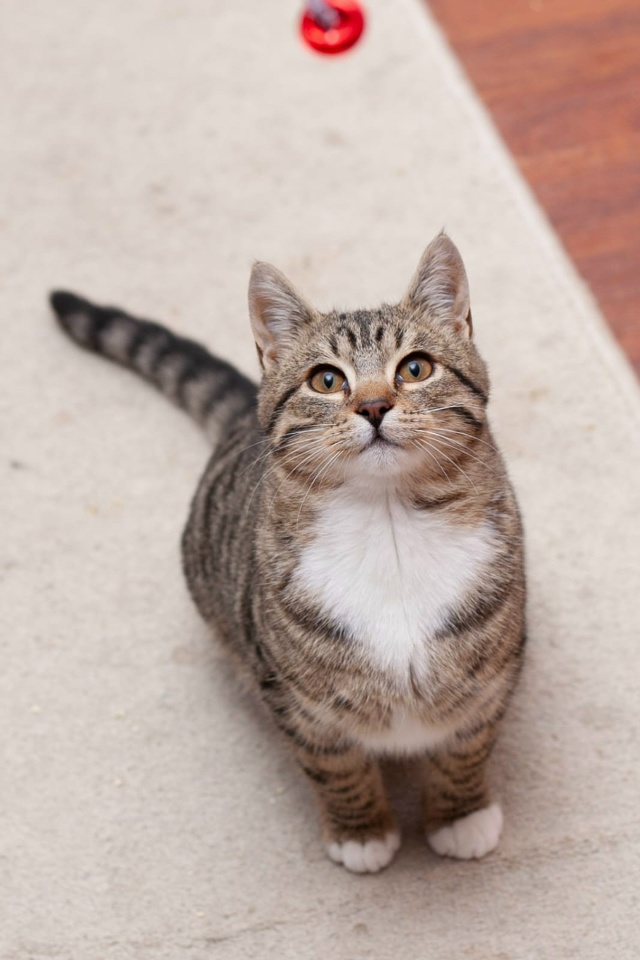 Подарите котятам шанс на жизнь в тепле и уюте!
Их детст?...