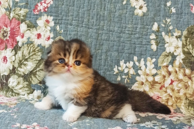 STAR BASTET CONSTANСE ???!
КОНСТАНЦИЯ -ЭТО ЛЮБОВЬ С ПЕРВОГО В...