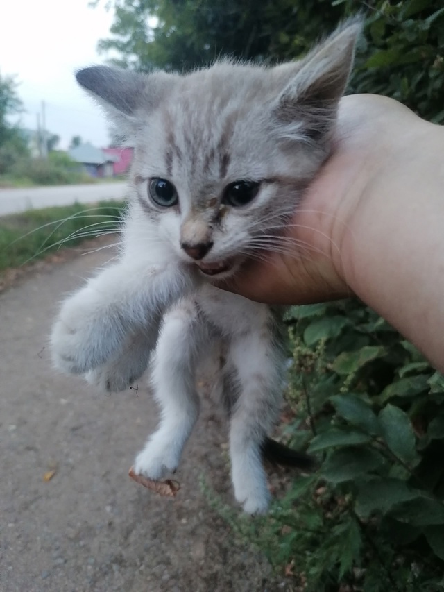 Чей котенок найден на революционной себе оставить не м...