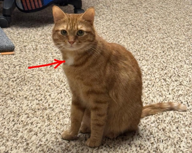 Пропал кот! Помогите найти!
+79652546559 и +79266929544
Звонок, SMS, W...